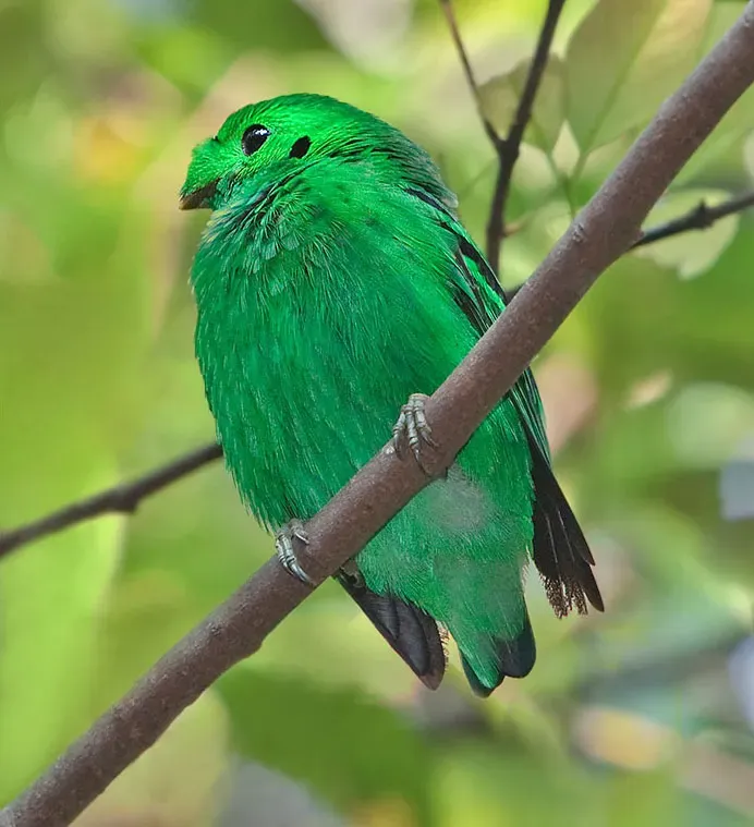 File:Calyptomena viridis-20090308.jpg