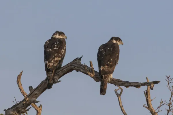 File:African hawk eagles (Aquila spilogaster) 2.jpg