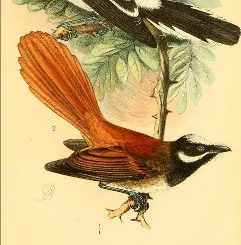 File:Rhipidura matthiae.jpg