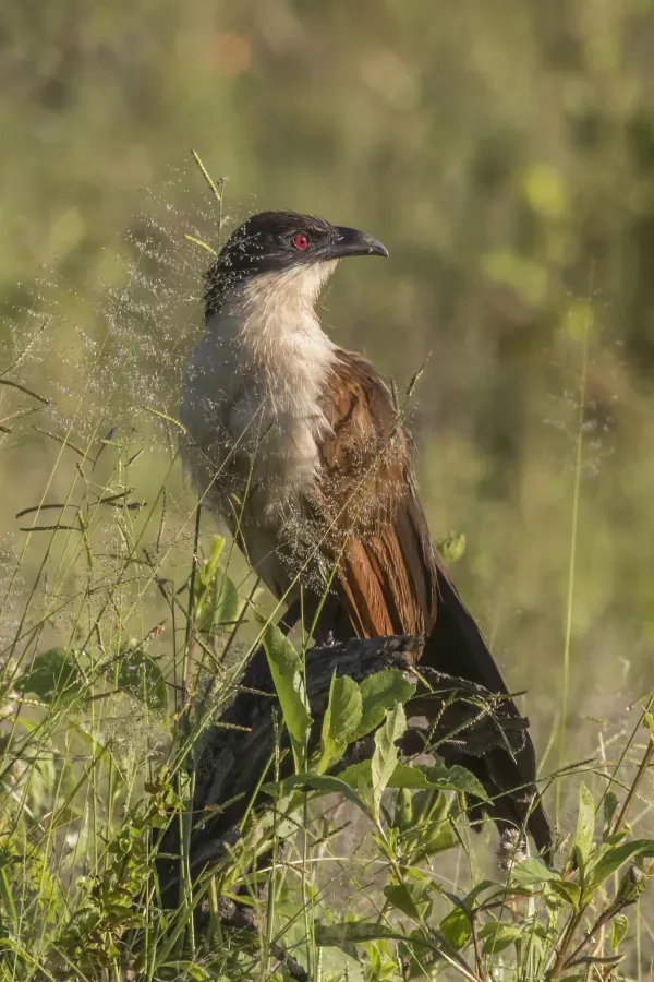 File:Coppery-tailed coucal (Centropus cupreicaudus).jpg