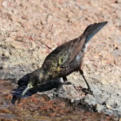 File:Dusky sunbird (Cinnyris fuscus) male drinking.jpg