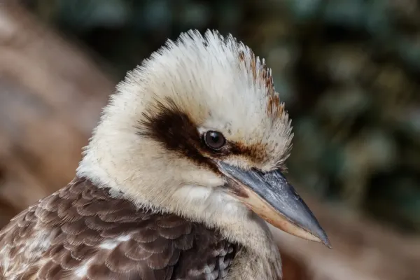 File:Dacelo novaeguineae - head.jpg