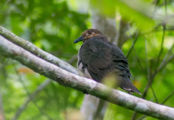 File:Phapitreron amethystinus maculipectus.jpg