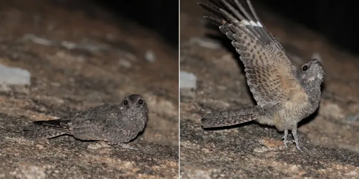 File:Freckled nightjar (Caprimulgus tristigma) female composite.jpg