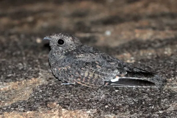 File:Freckled nightjar (Caprimulgus tristigma) male.jpg