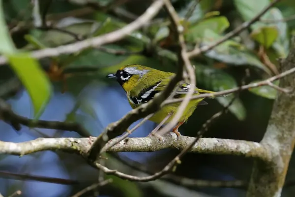 File:Pteruthius intermedius .jpg