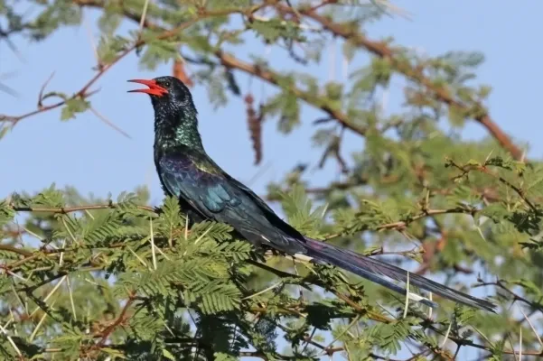File:Green wood hoopoe (Phoeniculus purpureus angolensis).jpg