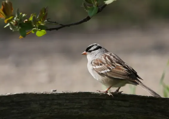 File:Zonotrichia leucophrys CT.jpg