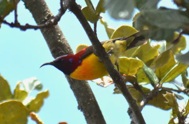 File:Mrs Gould's Sunbird Aethopyga gouldiae Bhutan by Dr. Raju Kasambe DSC 4609 (2).jpg