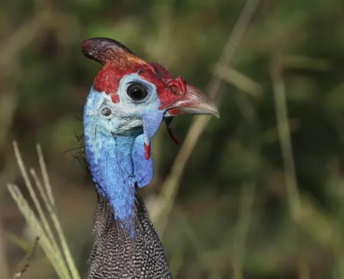 File:Helmeted guineafowl (Numida meleagris damarensis) head.jpg