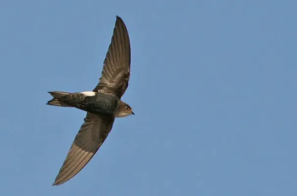File:ApusHorus RobertWienand.jpg