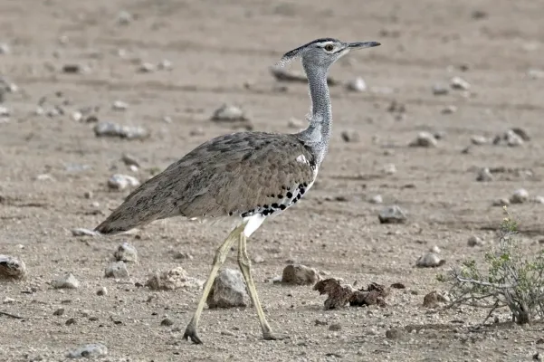 File:Kori bustard (Ardeotis kori kori) female.jpg