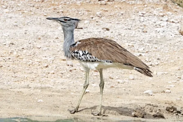 File:Kori bustard (Ardeotis kori kori) male.jpg