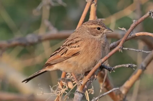 File:Lark-like bunting (Emberiza impetuani impetuani) 2.jpg