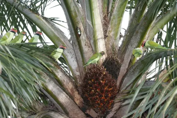 File:Psittacula longicauda -Botanic Gardens -Singapore-8a.jpg