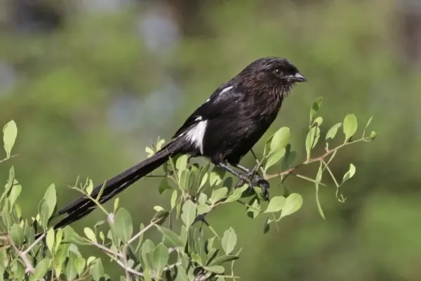 File:Magpie shrike (Urolestes melanoleucus melanoleucus) Namibia.jpg