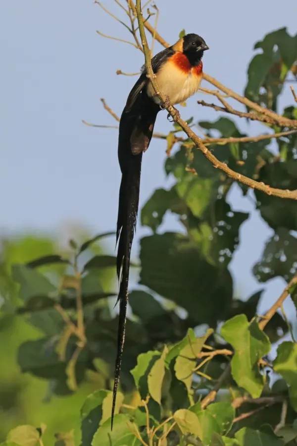 File:Long-tailed paradise-whydah (Vidua paradisaea) male.jpg