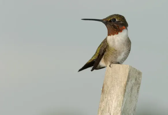 File:Archilochus colubris (Male).jpg