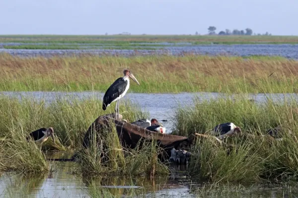 File:Marabou storks (Leptoptilos crumenifer) on elephant carcass.jpg