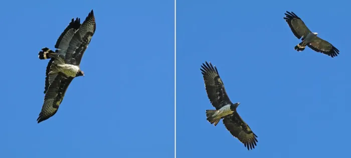 File:Martial eagle (Polemaetus bellicosus) in flight with African harrier-hawk (Polyboroides typus) composite.jpg