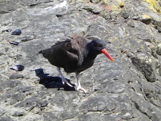 File:Haematopus ater Offing02.jpg