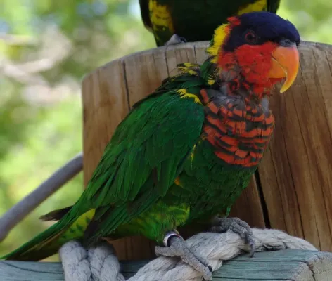 File:Trichoglossus ornatus -Denver Zoo-8a.jpg