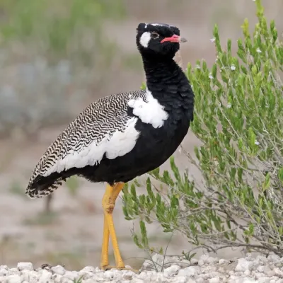 File:Northern black korhaan (Afrotis afraoides) male.jpg