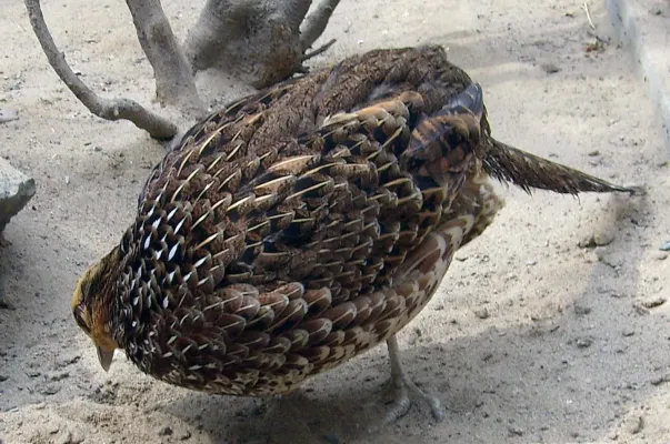 File:Syrmaticus reevesii-female.JPG