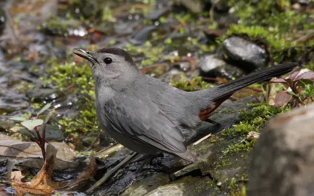 File:Dumetella carolinensis QC.jpg