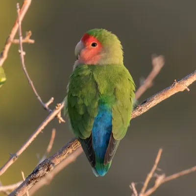 File:Rosy-faced lovebird (Agapornis roseicollis roseicollis) 2.jpg