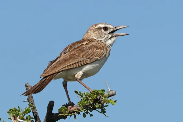 File:Sabota lark (Calendulauda sabota waibeli).jpg