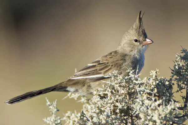 File:Chirruping-wedgebill Psophodes cristatus Pt-Augusta-Bot-Gdns (1) small.jpg