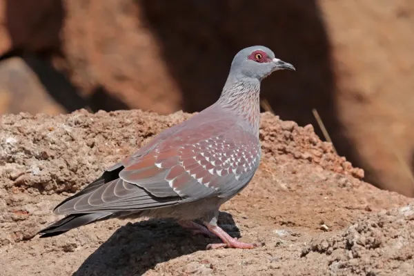File:Speckled pigeon (Columba guinea bradfieldi).jpg