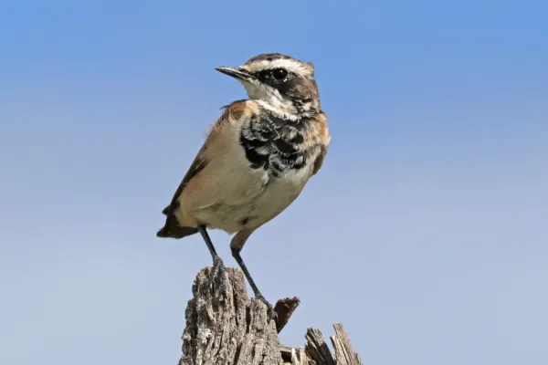 File:Capped wheatear (Oenanthe pileata neseri).jpg