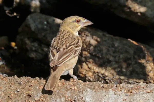 File:Southern masked weaver (Ploceus velatus) female.jpg