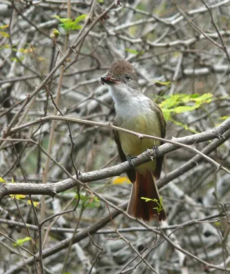File:Myiarchus tyrannulus tyrannulus -Venezuela-8.jpg