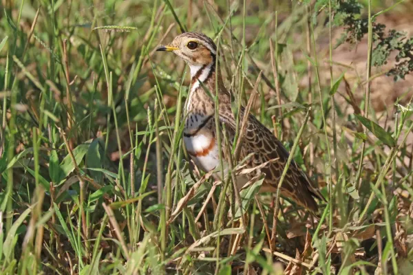 File:Three-banded courser (Rhinoptilus cinctus seeboehmi).jpg