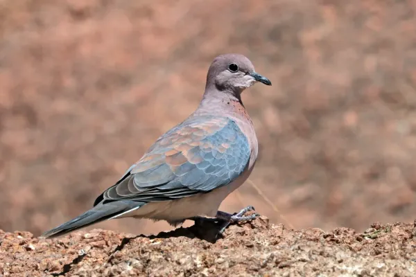 File:Laughing dove (Spilopelia senegalensis senegalensis).jpg