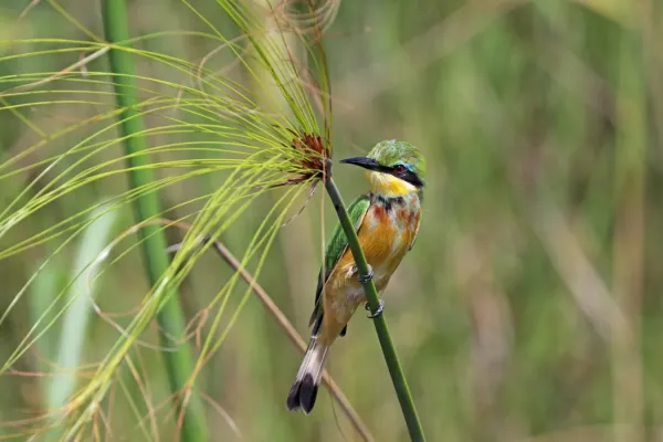 File:Little bee-eater (Merops pusillus argutus) Namibia 2.jpg