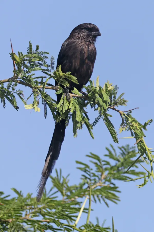File:Magpie shrike (Urolestes melanoleucus melanoleucus) immature.jpg