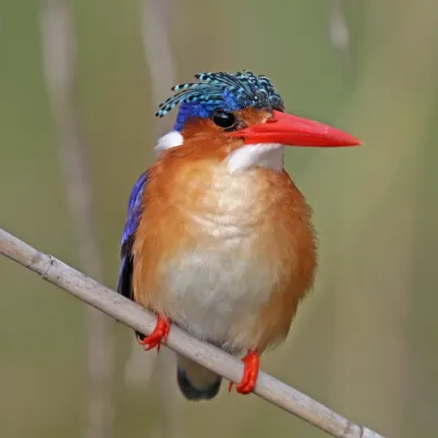 File:Malachite kingfisher (Corythornis cristatus cristatus) Namibia.jpg