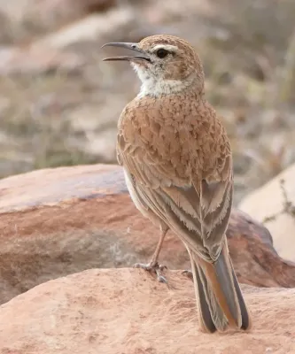 File:Eastern Long-billed Lark (Certhilauda semitorquata) calling ... (30544868485), crop.jpg