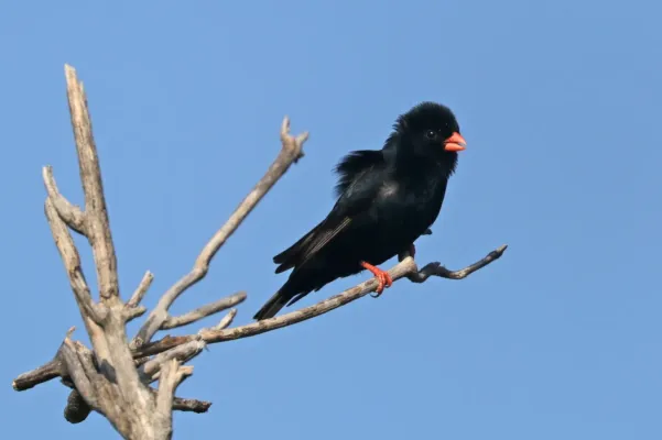 File:Village indigobird (Vidua chalybeata okavangoensis) male Botswana.jpg