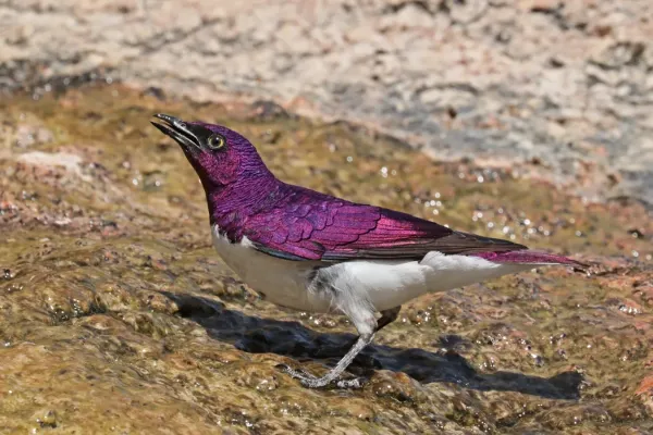 File:Violet-backed starling (Cinnyricinclus leucogaster verreauxi) male.jpg
