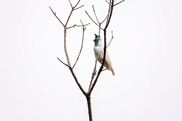 File:Araponga (Procnias nudicollis) - Bare-throated Bellbird.jpg