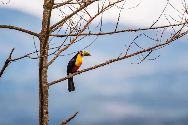 File:Tucano-de-bico-verde (Ramphastos dicolorus) - Red-breasted Toucan.jpg