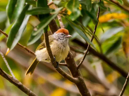 File:Vite-vite-de-olho-cinza (Hylophilus amaurocephalus) - Gray-eyed Greenlet.jpg