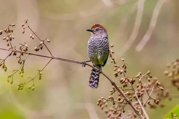 File:Choca-de-chapéu-vermelho (Thamnophilus ruficapillus) - Rufous-capped Antshrike.jpg
