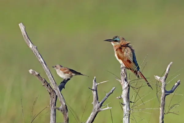 File:Southern carmine bee-eater (Merops nubicoides) with southern grey-headed sparrow (Passer diffusus).jpg
