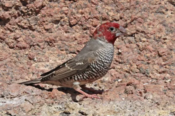 File:Red-headed finch (Amadina erythrocephala) male.jpg